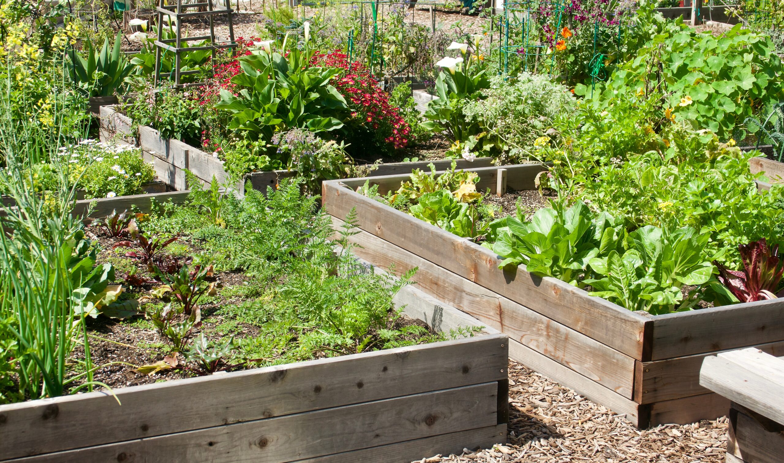 Wooden planters in a garden